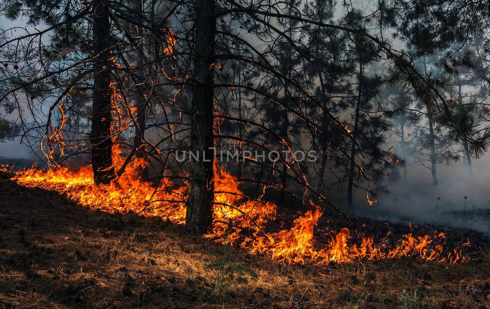 fire. wildfire at sunset, burning pine forest in the smoke and flames.