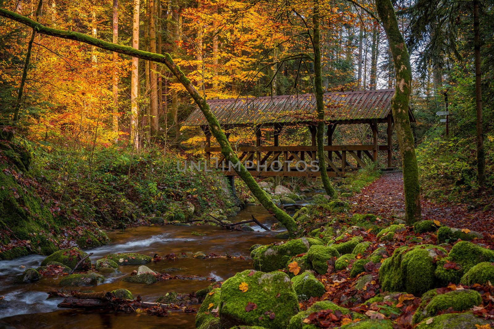 Germany Forests Autumn Stones Bridges Baden-Baden Moss Stream Nature Image. forest, bridge, stone, Streams, Creek, Creeks, brook 4k Image. by bhavik_jagani