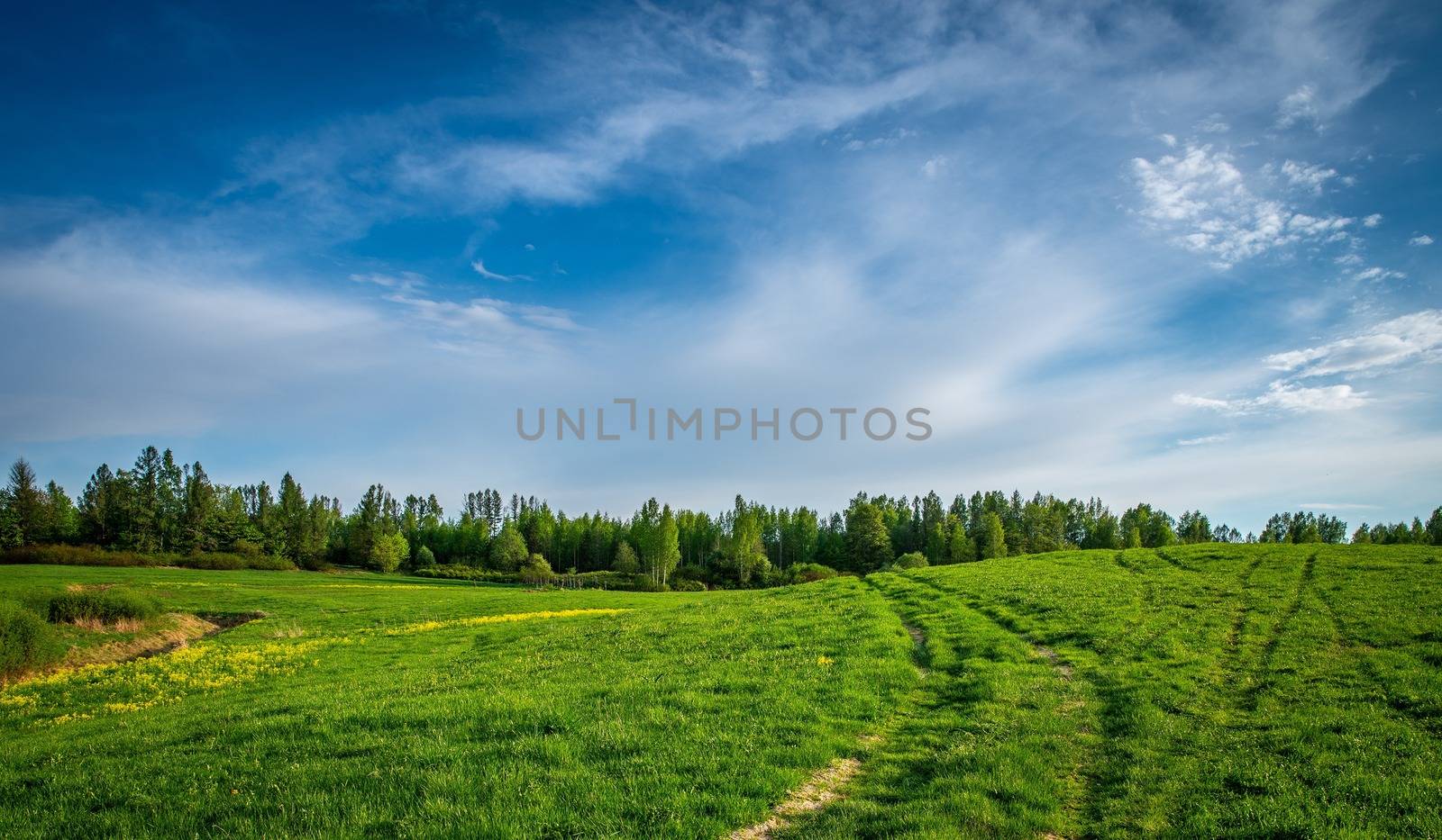 field of grass and perfect sky, Grasslands Forests. by bhavik_jagani