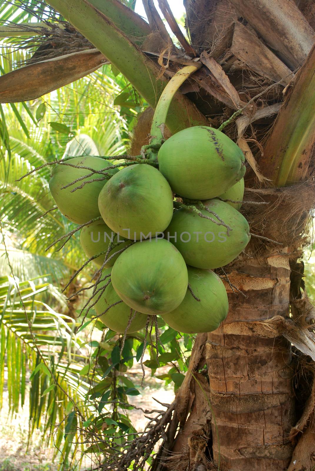 Sweet coconut. by thitimontoyai