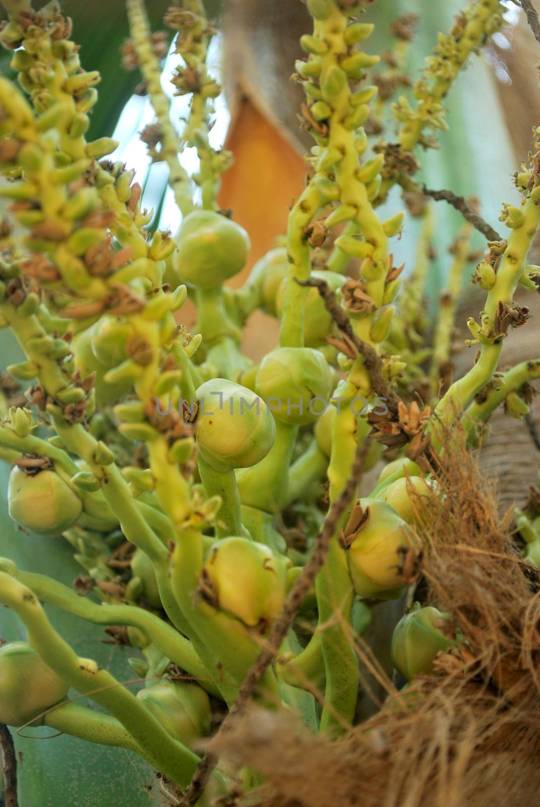 Coconut plantation, nectar, planted in the tropics, exported to foreign countries.