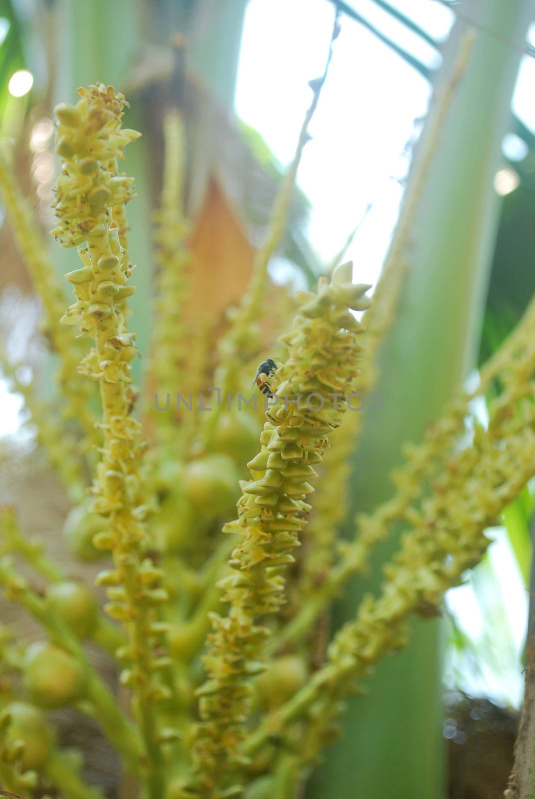 Coconut pollen. by thitimontoyai