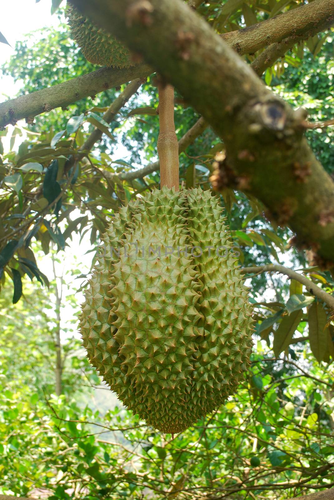 The cultivation of Mon Thong durian in tropical Thailand.