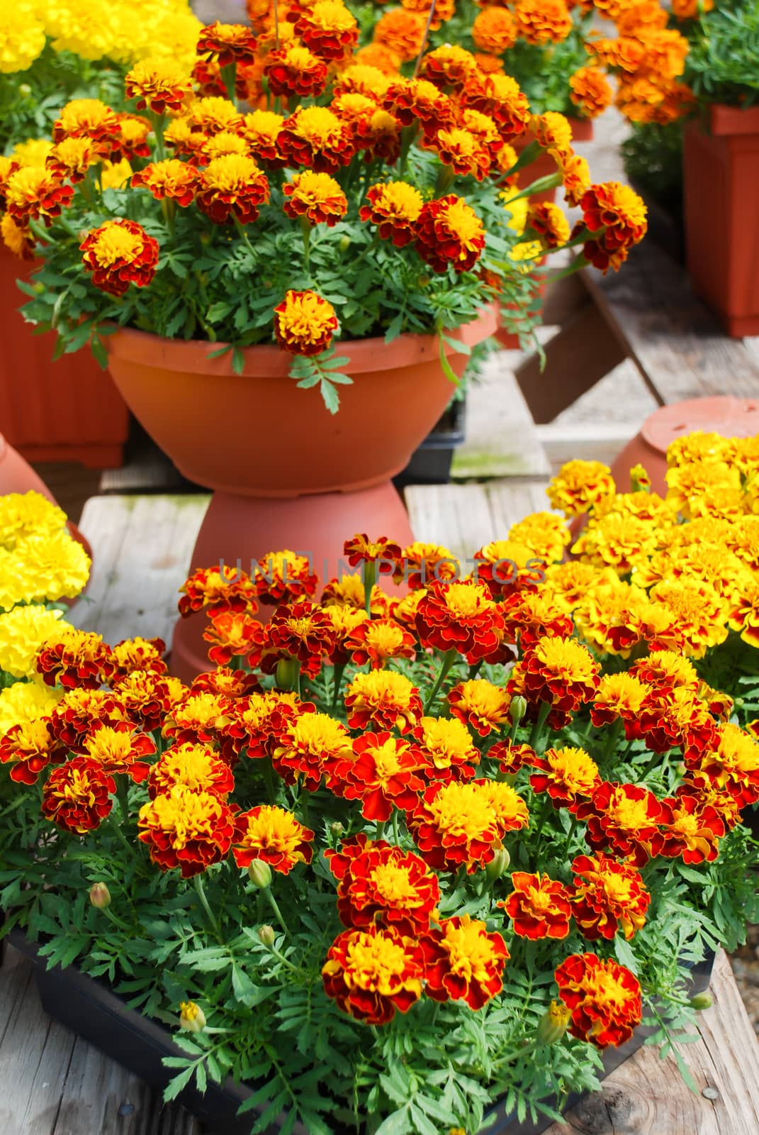 Tagetes patula french marigold in bloom, orange yellow flowers, green leaves, pot plant and black tray 