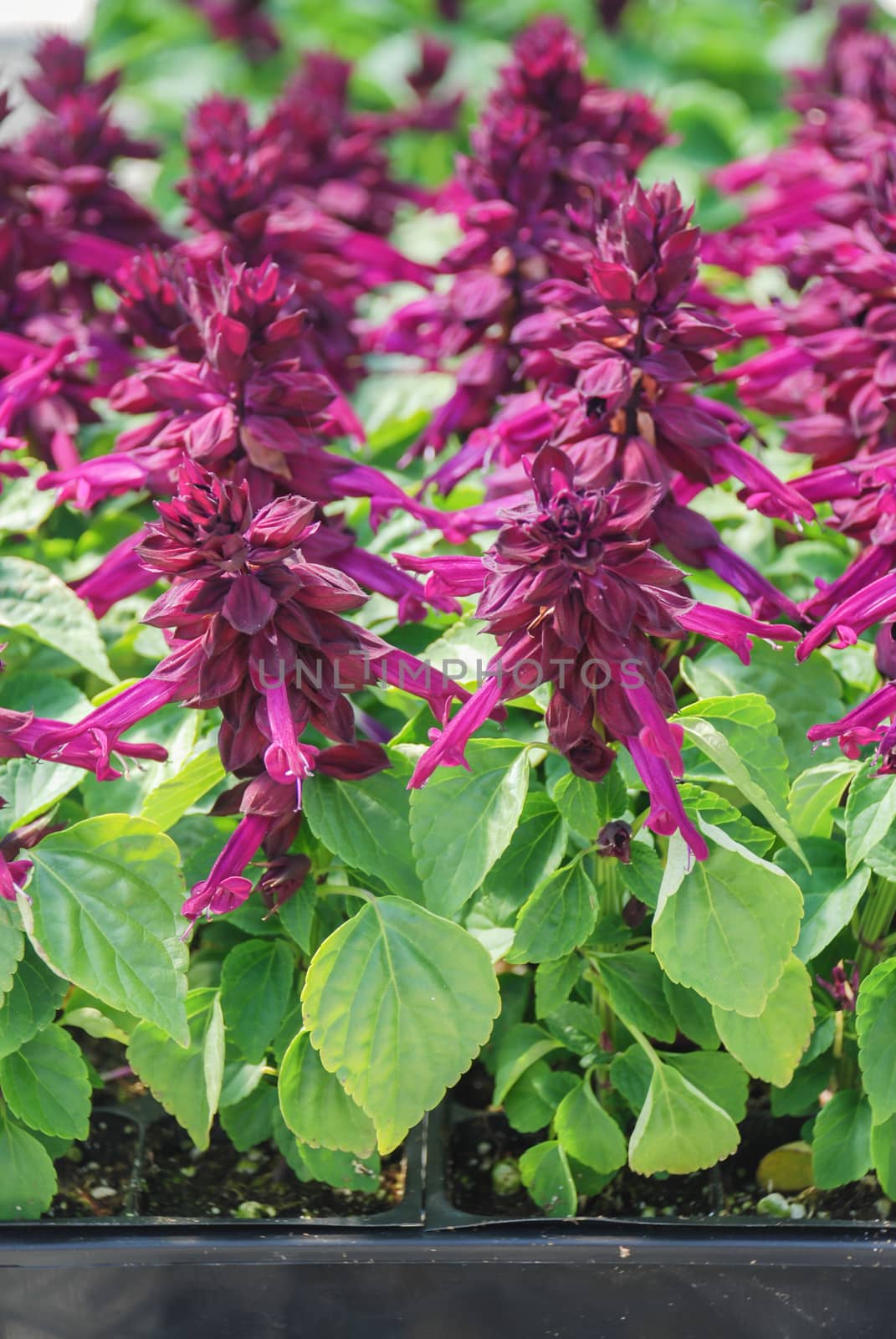 Purple Bicolor Salvia Splendens, Purple flower pot plants in the black tray.