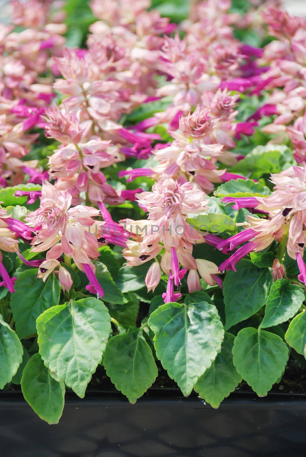 Purple Bicolor Salvia Splendens, Purple flower pot plants in the black tray.