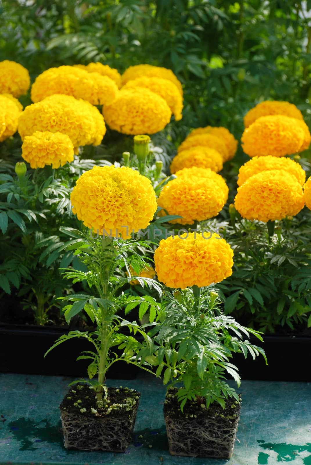 Marigolds (Tagetes erecta, Mexican marigold), marigold pot plant by yuiyuize