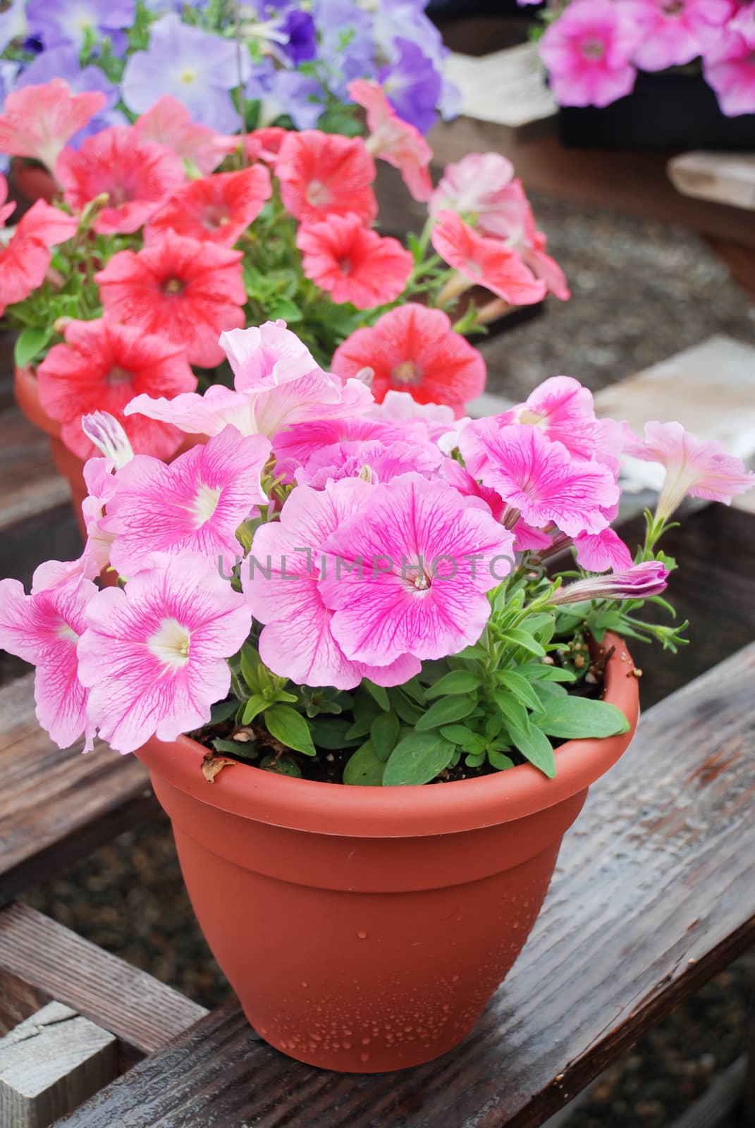 Petunia ,Petunias in the tray,Petunia in the pot, mixed color pe by yuiyuize