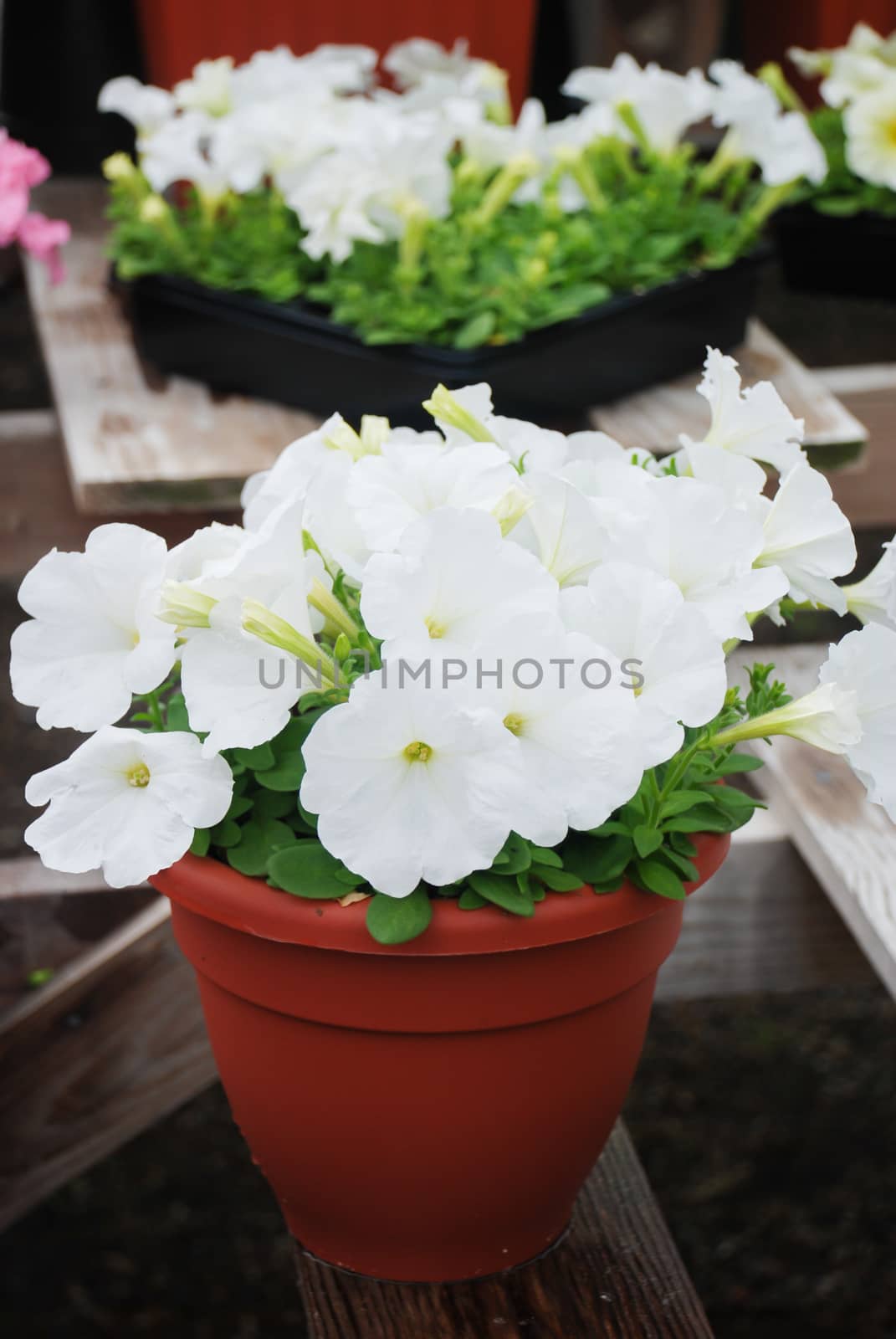 Petunias in the tray,Petunia in the pot, white petunia  by yuiyuize