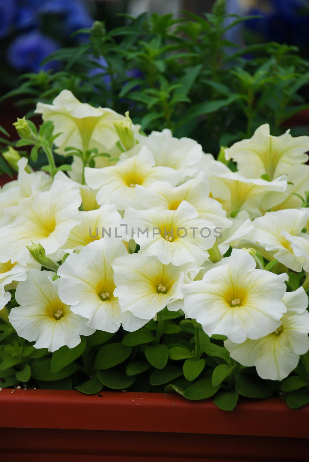 Petunia in the pot, light yellow petunia  by yuiyuize