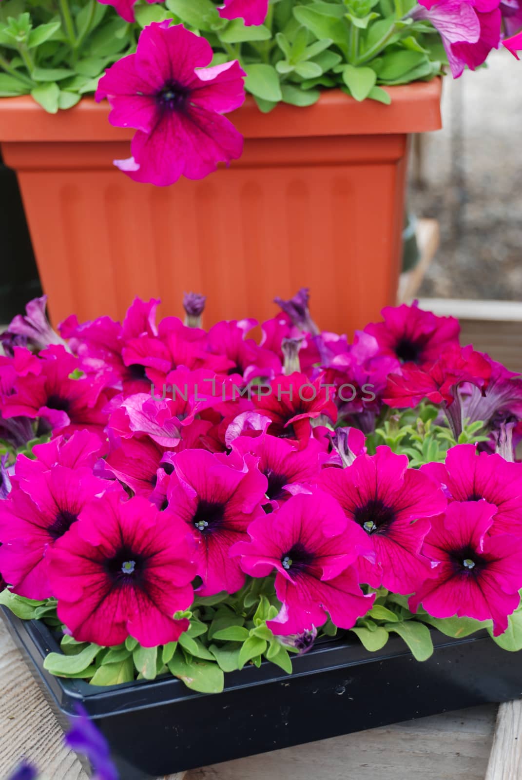 Petunia ,Petunias in the tray,Petunia in the pot, Burgundy petunia 