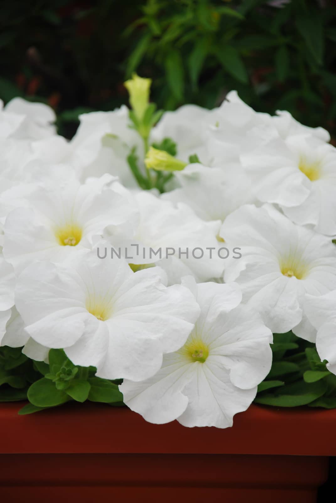 Petunias in the tray,Petunia in the pot, white petunia  by yuiyuize