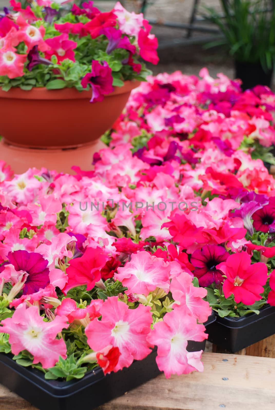 Pink Petunias in the tray,Petunia in the pot, Mixed color petuni by yuiyuize