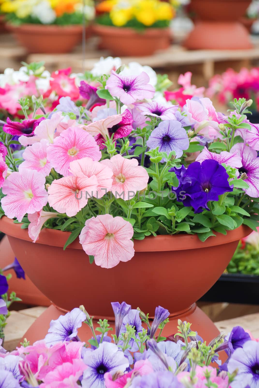 Petunia in the pot, Mixed color petunia  by yuiyuize