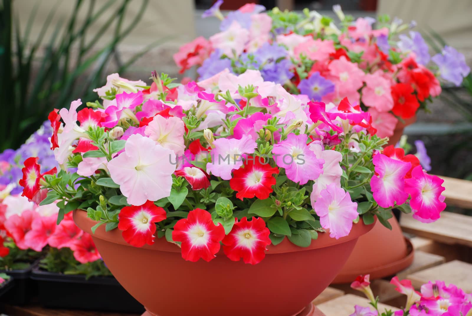 Petunia in the pot, Mixed color petunia  by yuiyuize