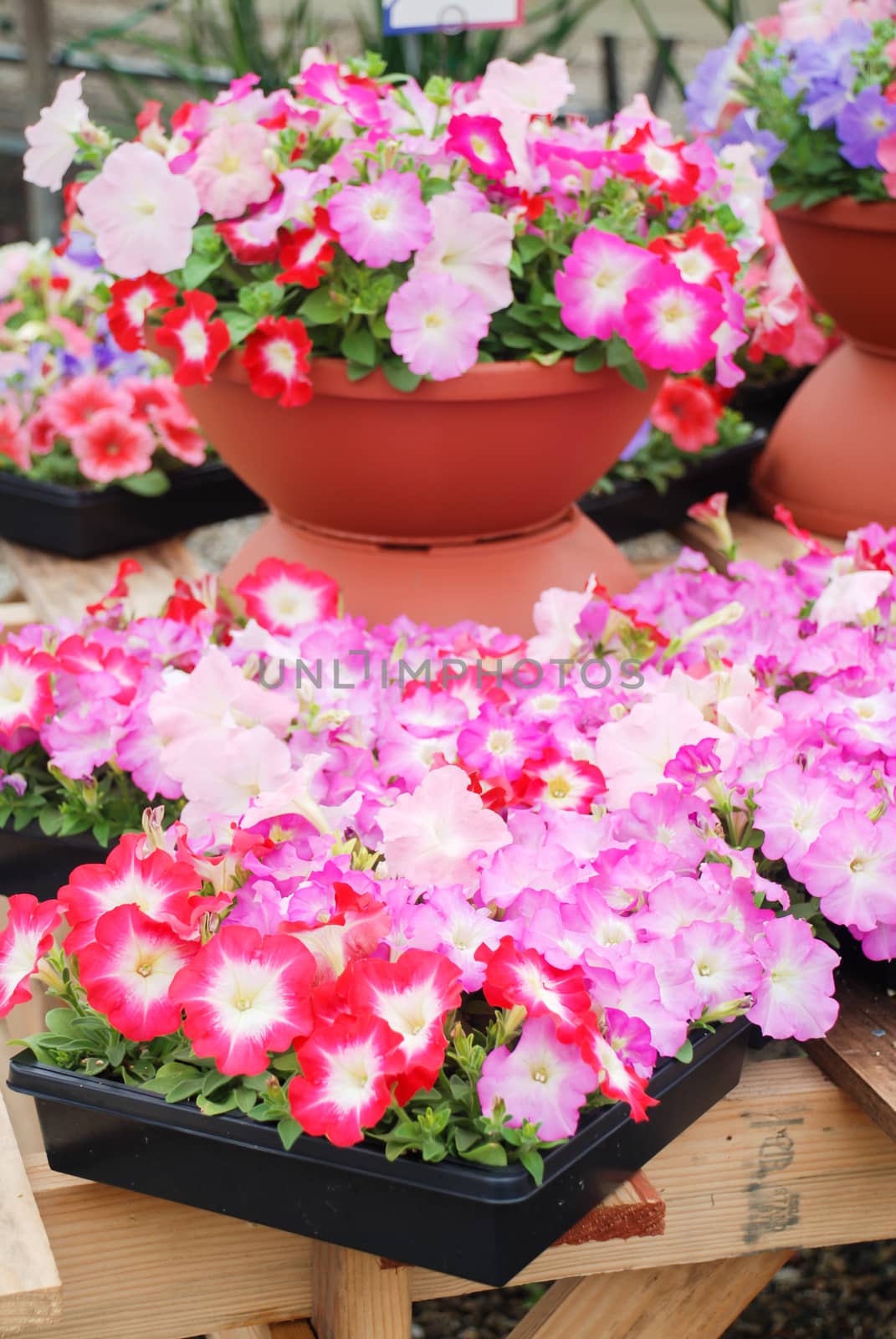 Petunia ,Pink and Red Petunias in the tray,Petunia in the pot, Mixed color petunia 