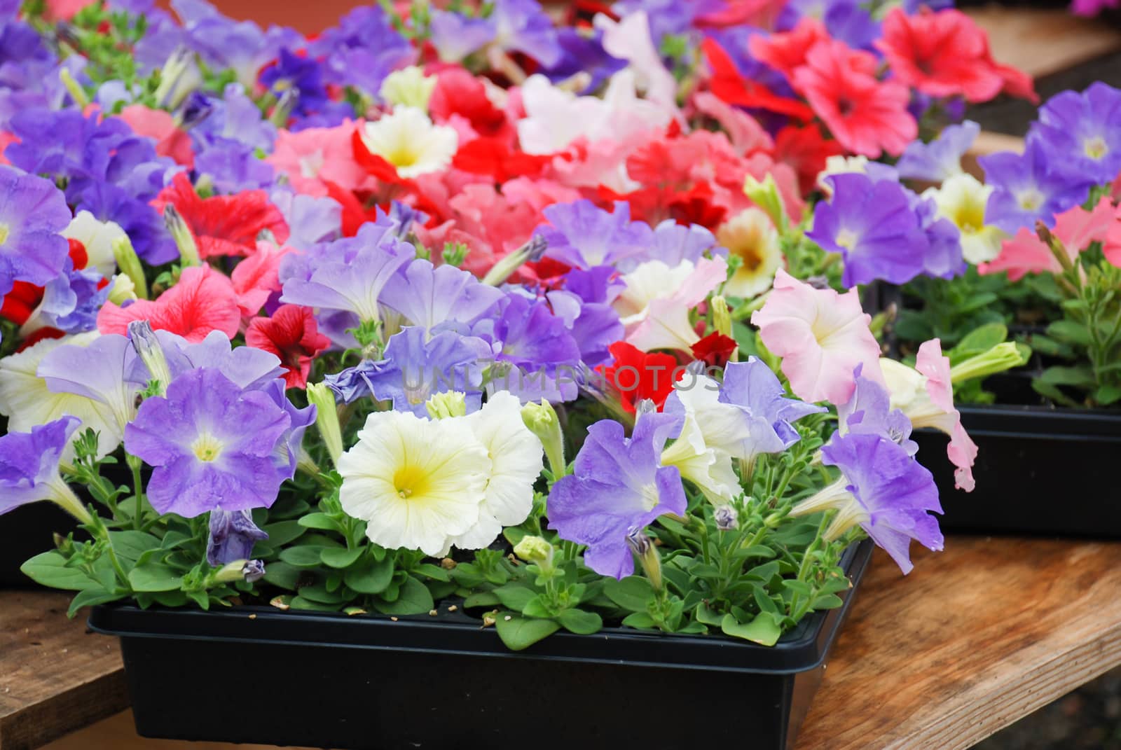 Petunia in the pot, Mixed color petunia  by yuiyuize