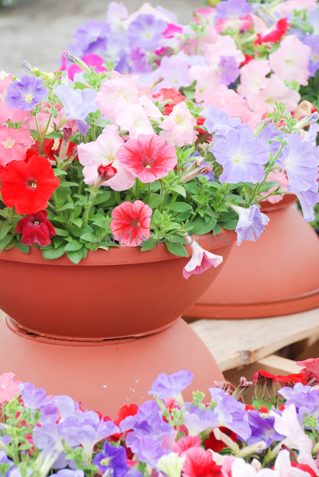 Petunia in the pot, Mixed color petunia  by yuiyuize