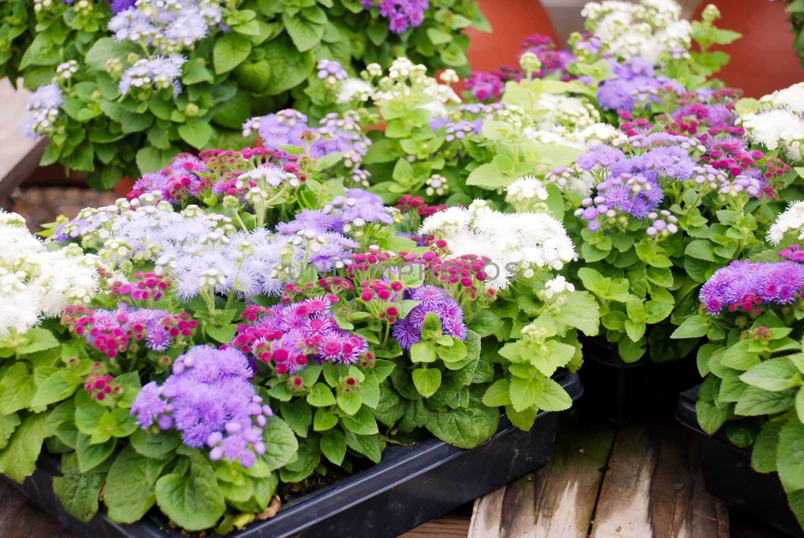 Ageratum, Mixed ageratum, Mixed color pot plants by yuiyuize