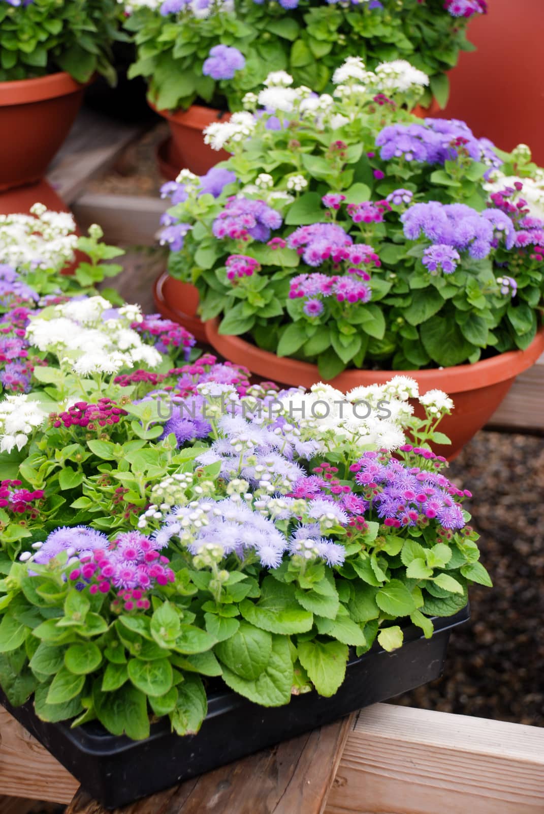 Ageratum, Mixed ageratum, Mixed color pot plants in the black tray.