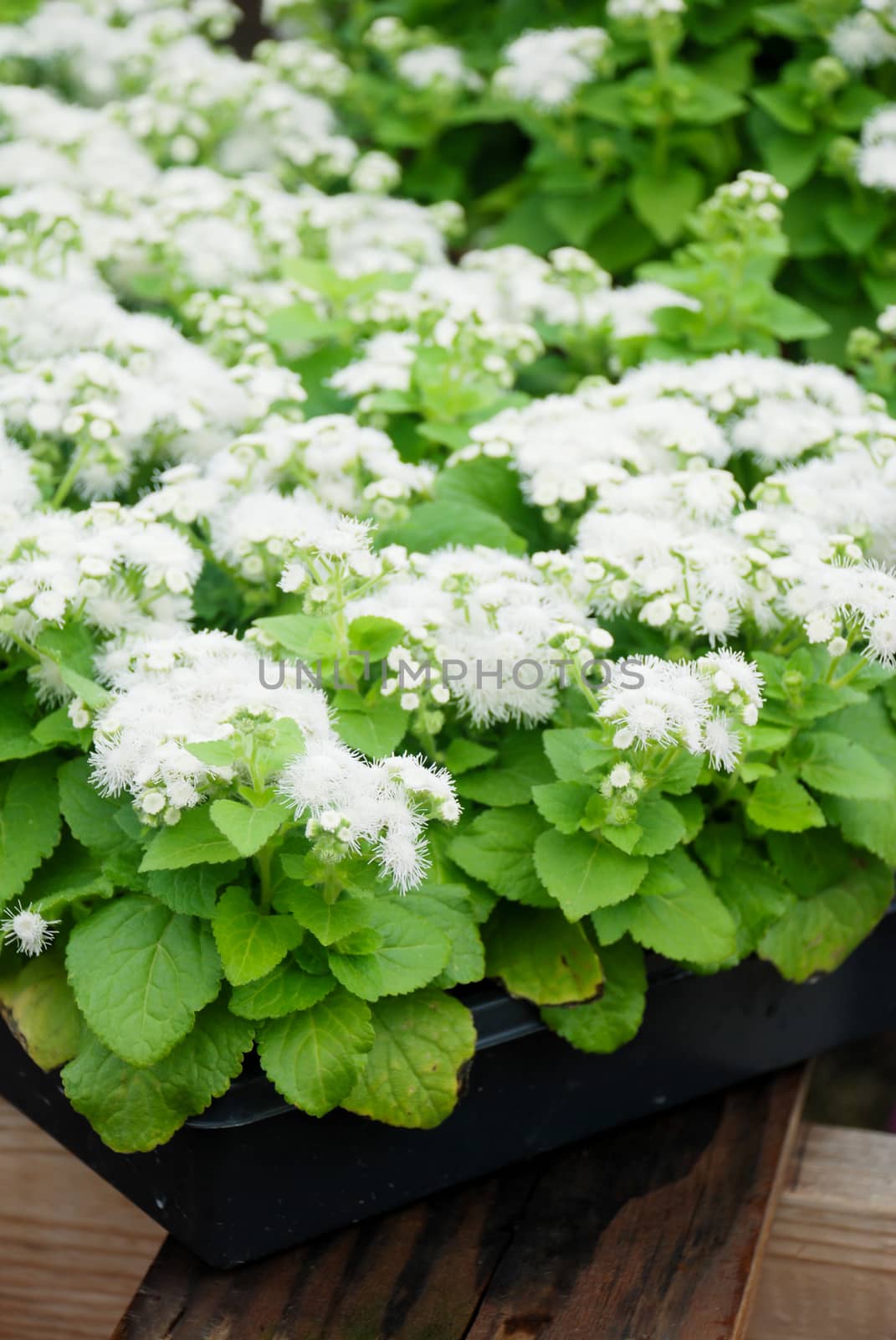 Ageratum, white ageratum, white pot plants in the black tray.