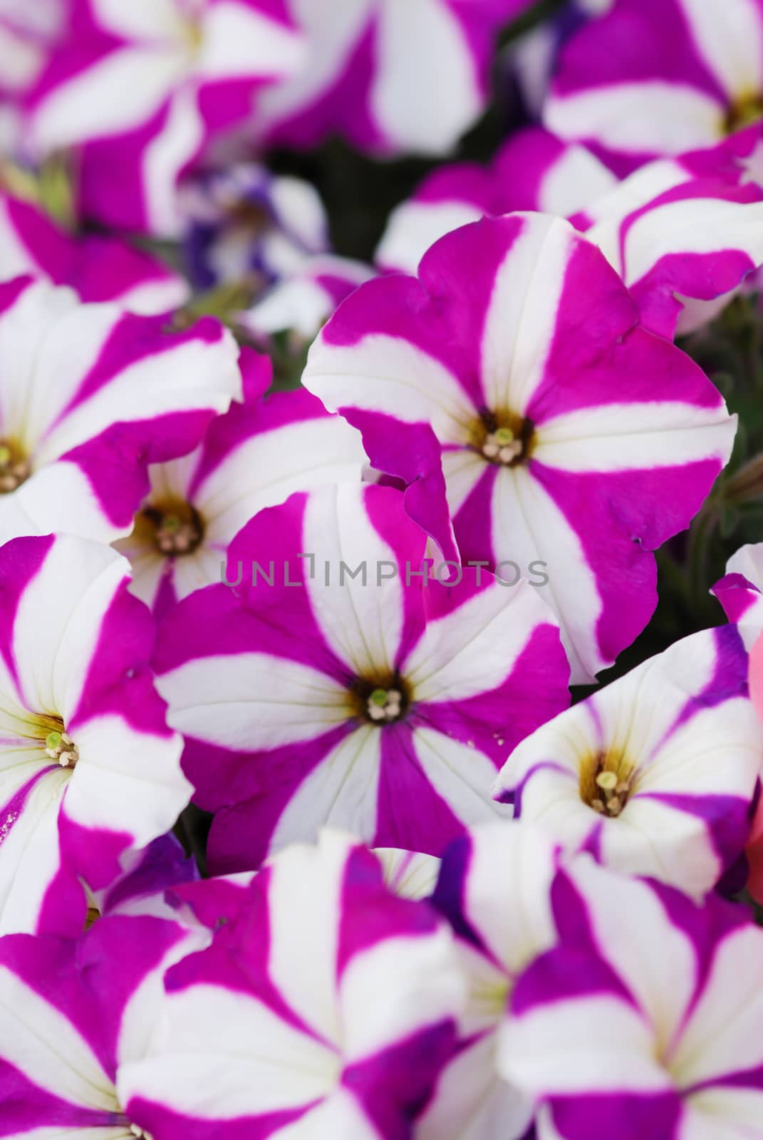 Petunias in the tray,Petunia in the pot, purple star petunia  by yuiyuize