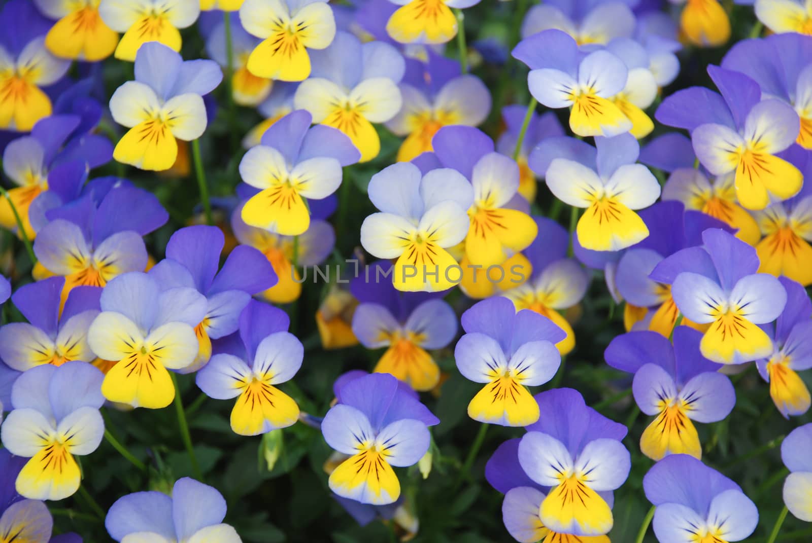 Yellow and Blue Flower Pansies closeup of colorful pansy flower by yuiyuize