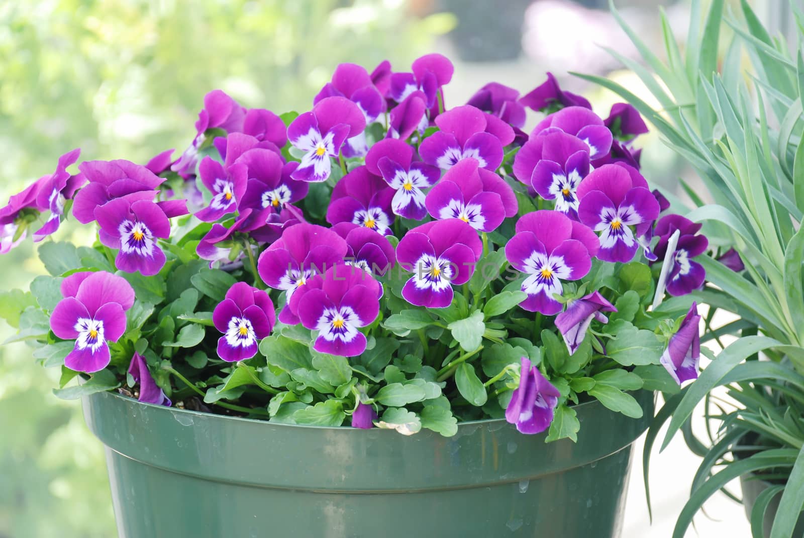 Purple Flower Pansies closeup of colorful pansy flower, pot plant.