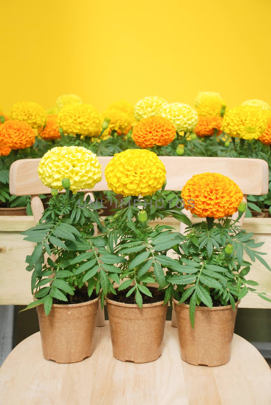 Tagetes erecta, Mexican marigold, marigold pot plant on wood cha by yuiyuize