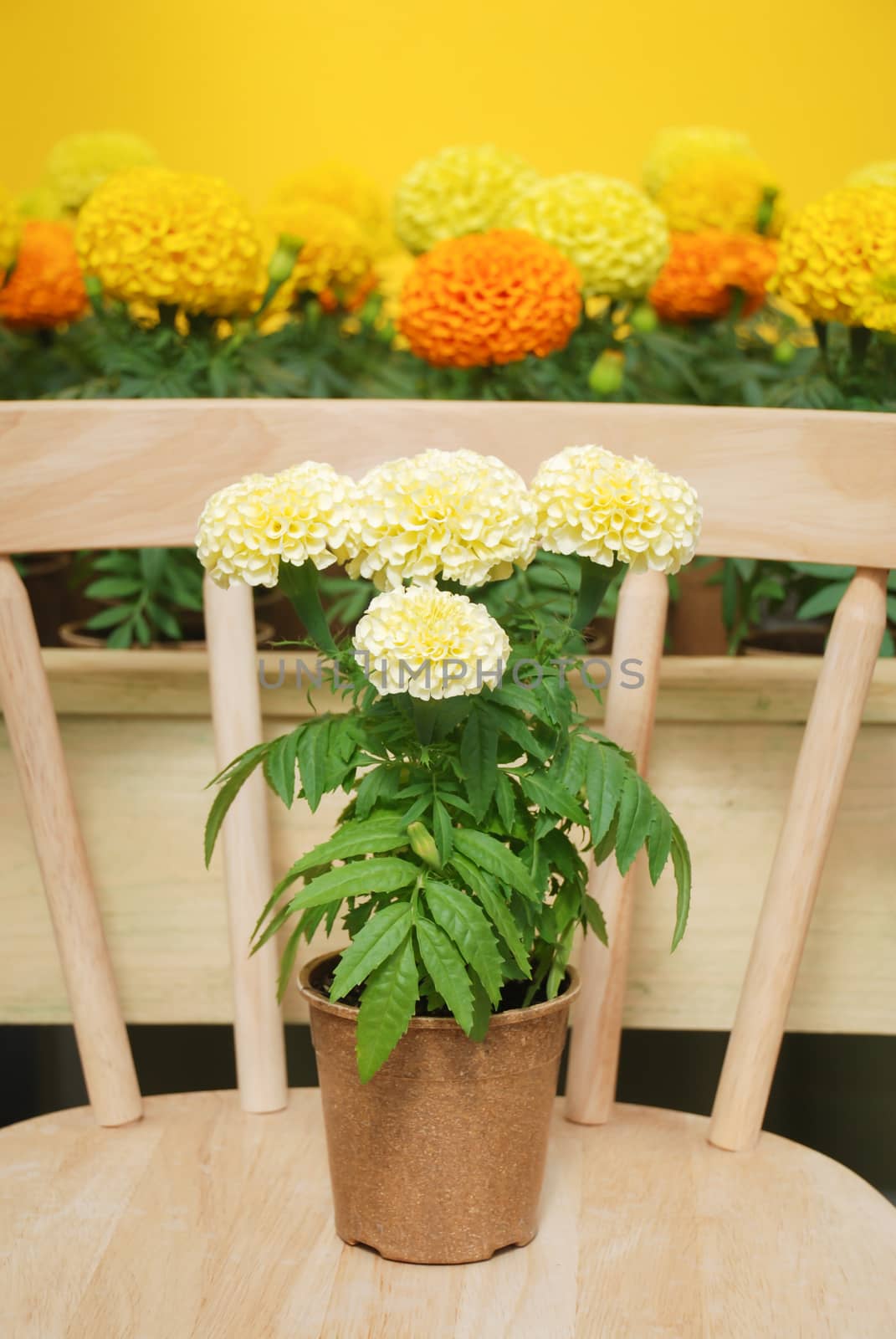 Marigolds White Color (Tagetes erecta, Mexican marigold), marigold pot plant on wood chair