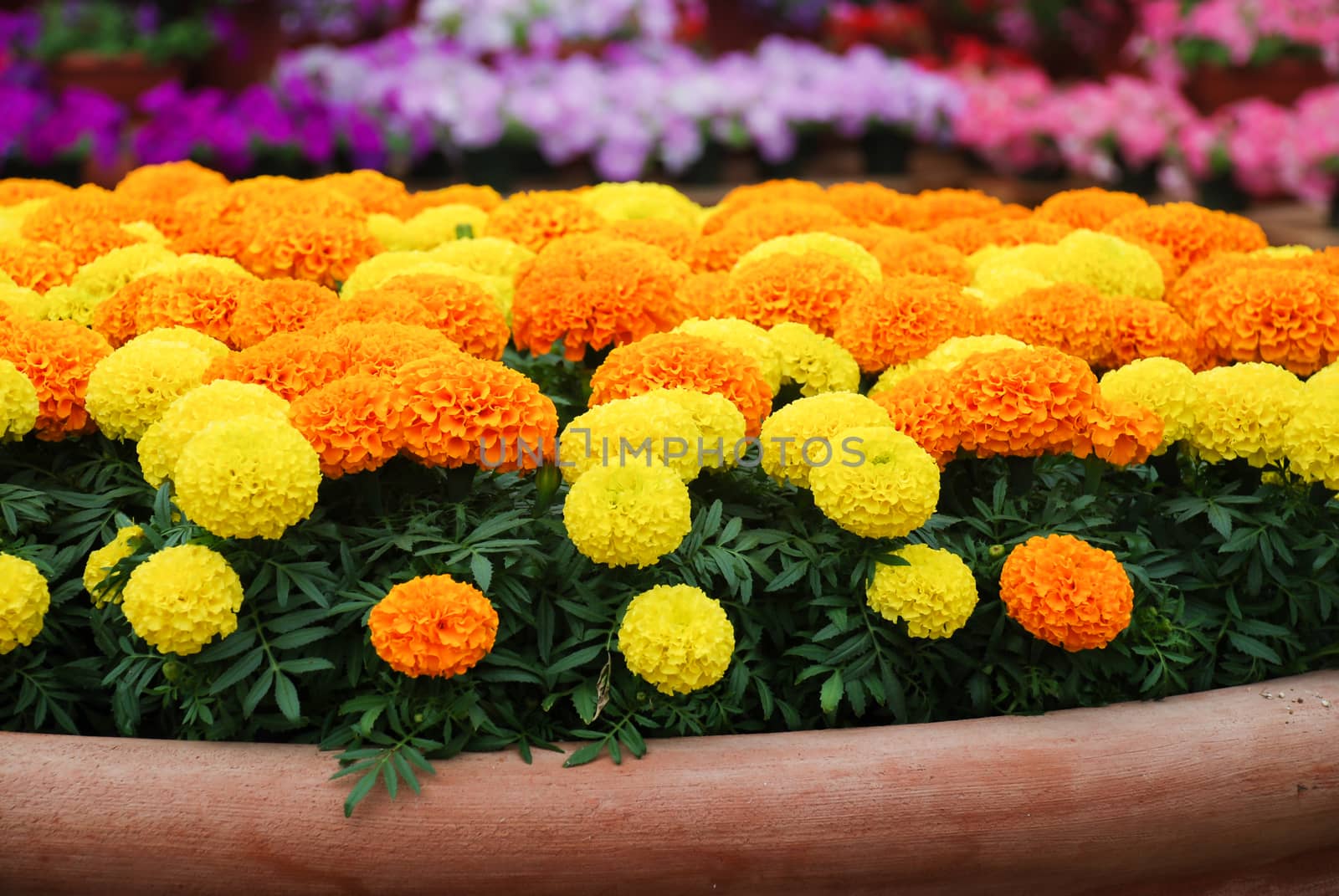 Marigolds Mixed Color (Tagetes erecta, Mexican marigold, Aztec marigold, African marigold), marigold pot plant  