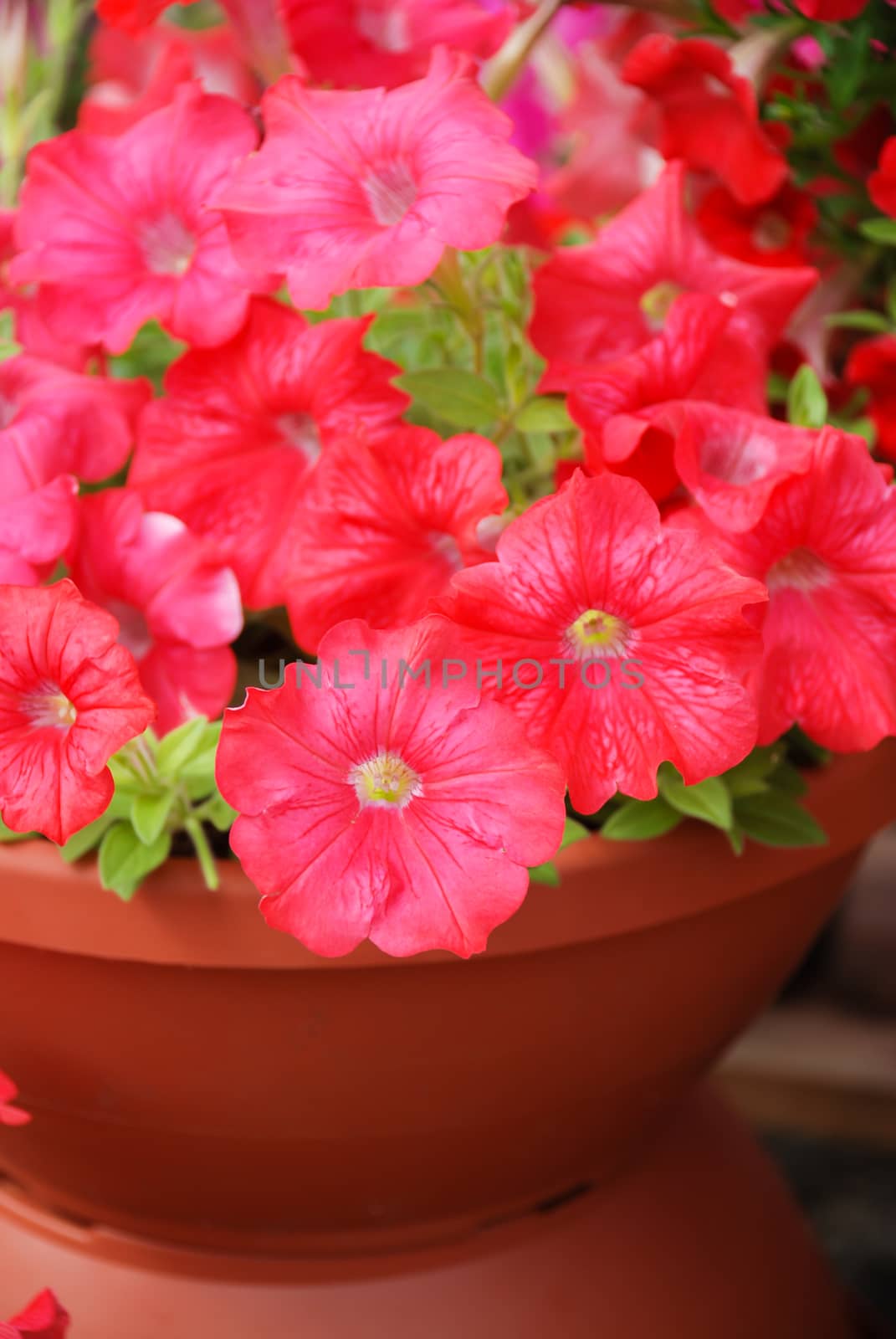 Petunias in the tray,Petunia in the pot, red petunia by yuiyuize