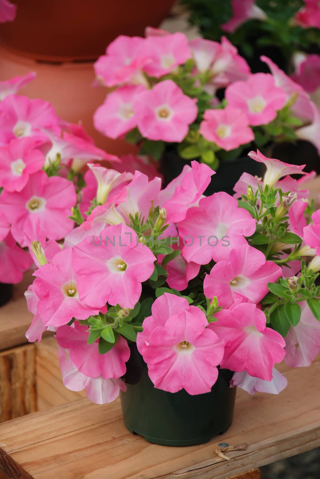 Petunias in the tray,Petunia in the pot, pink petunia  by yuiyuize