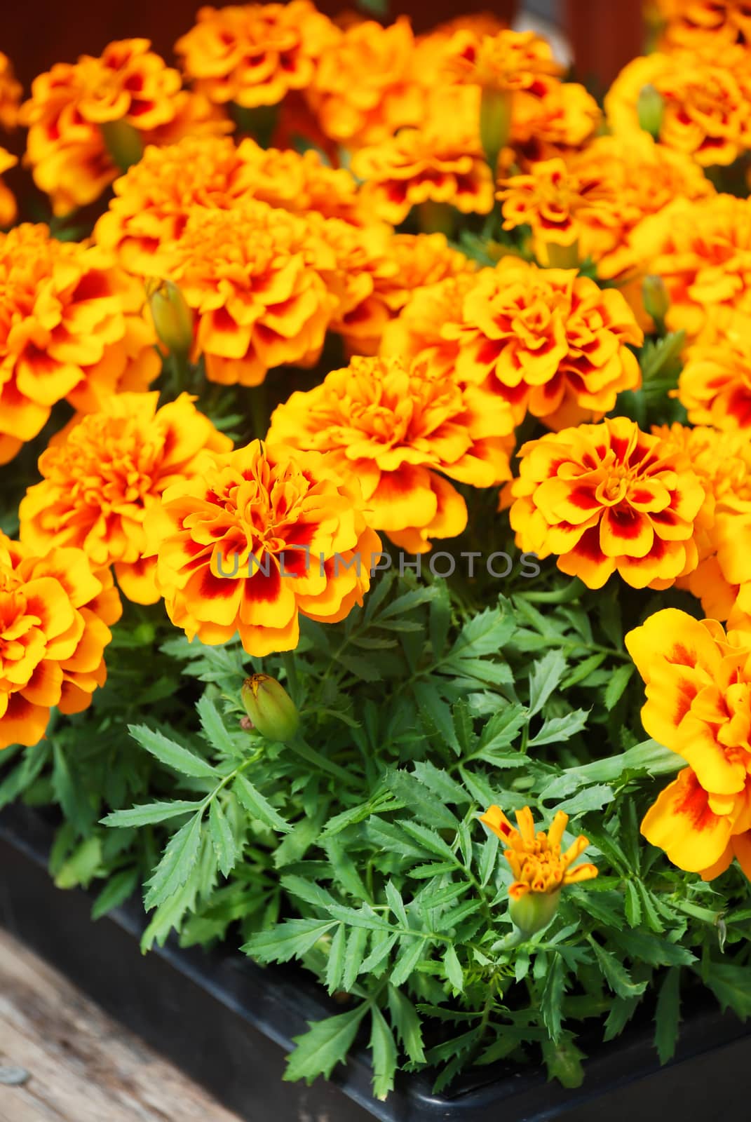 Tagetes patula french marigold in bloom, orange yellow flowers,  by yuiyuize