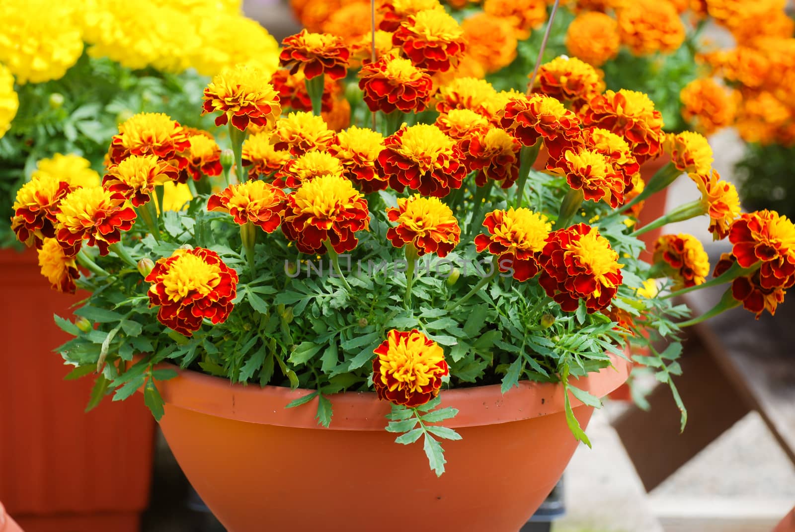 Tagetes patula french marigold in bloom, orange yellow flowers, green leaves, pot plant 