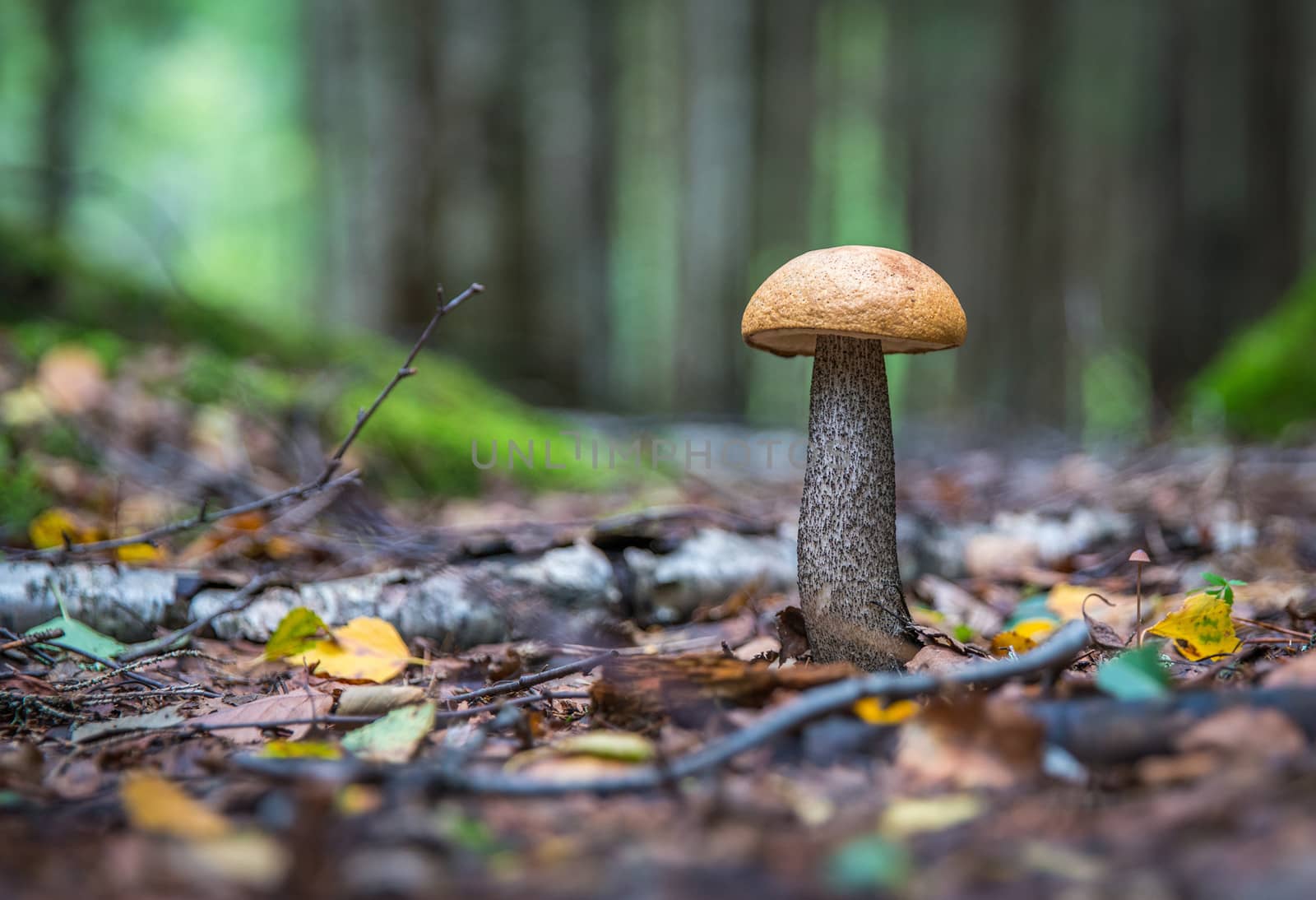 Amazing edible mushroom boletus edulis with blurred background in forest.