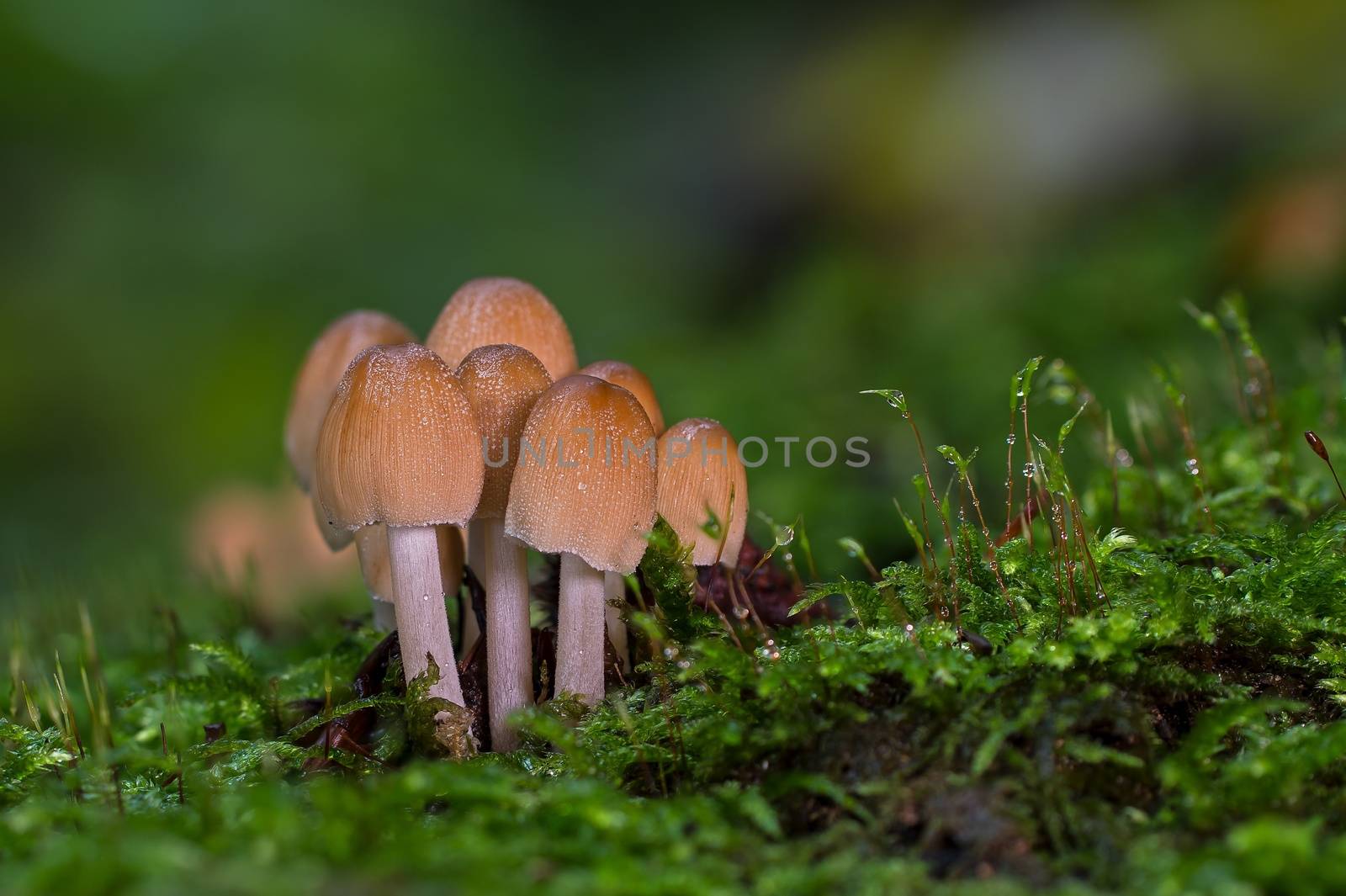 fairy ink cap mushroom, closeup view