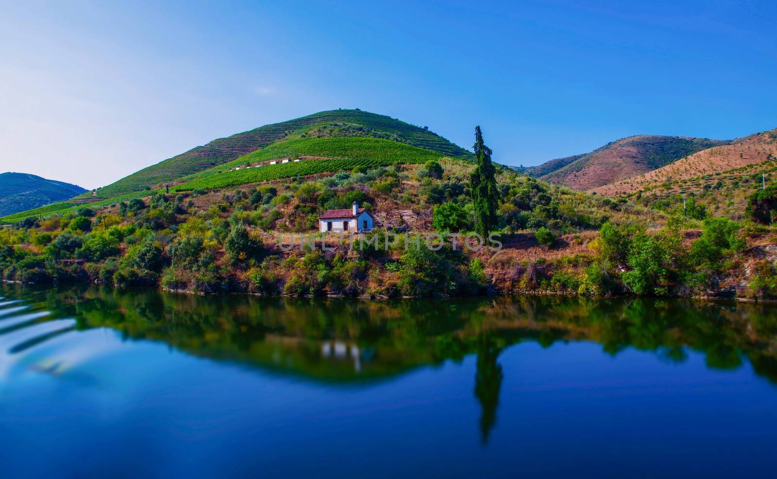 Vineyards in the Valley of the River Douro, Portugal