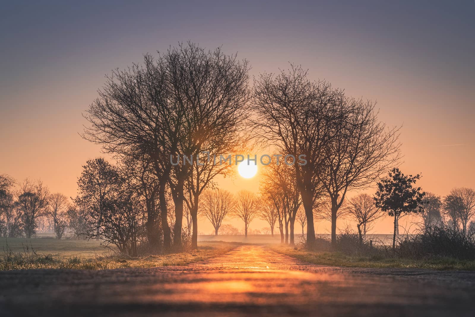 Forest trees sunset silhouettes background. Sunset forest trees sunlight silhouette. Forest trees sunlight view. Sunset forest trees scene by bhavik_jagani