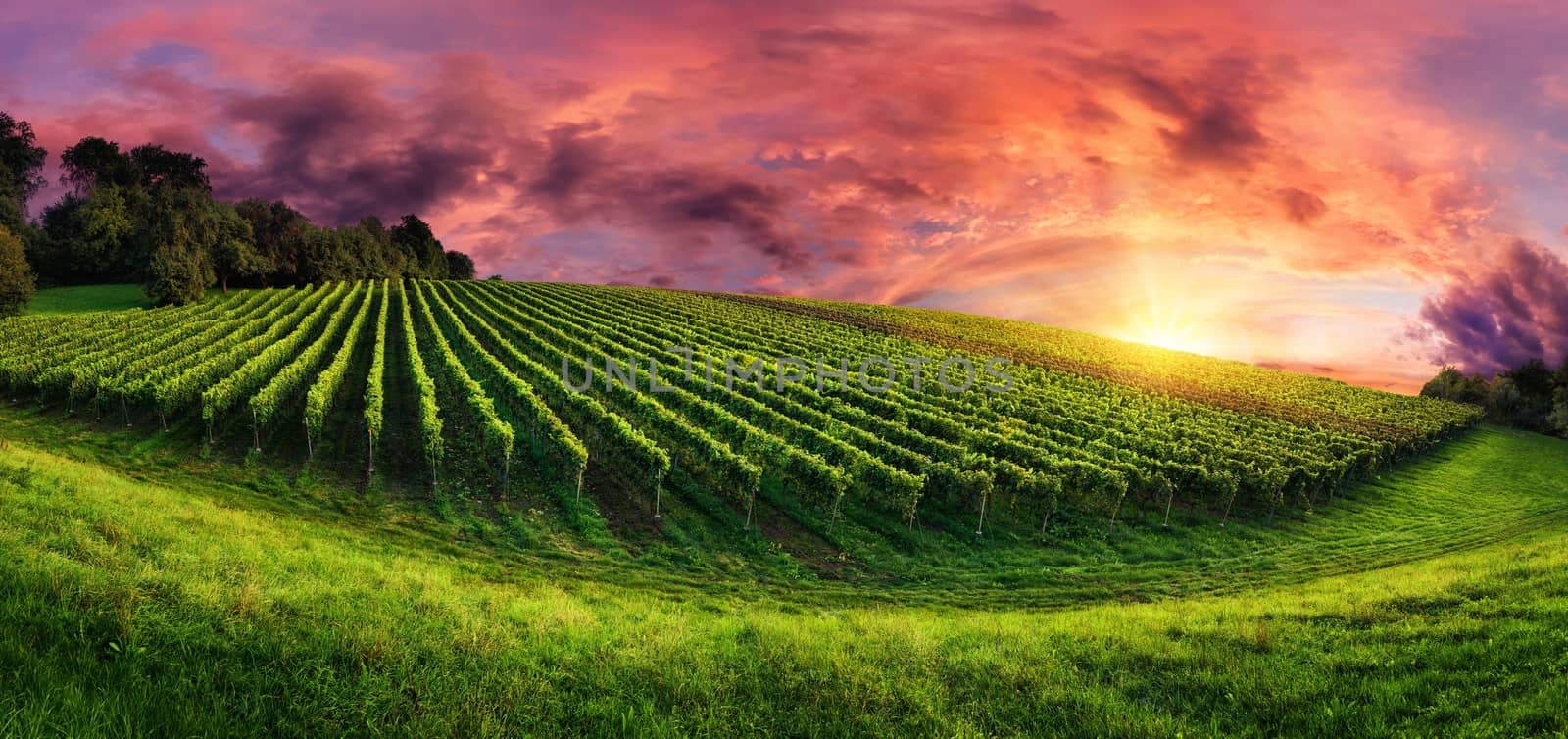 Sunrises and sunsets Vineyard Fields Grass. Best Sunrises Nature Image.sunrise and sunset. by bhavik_jagani