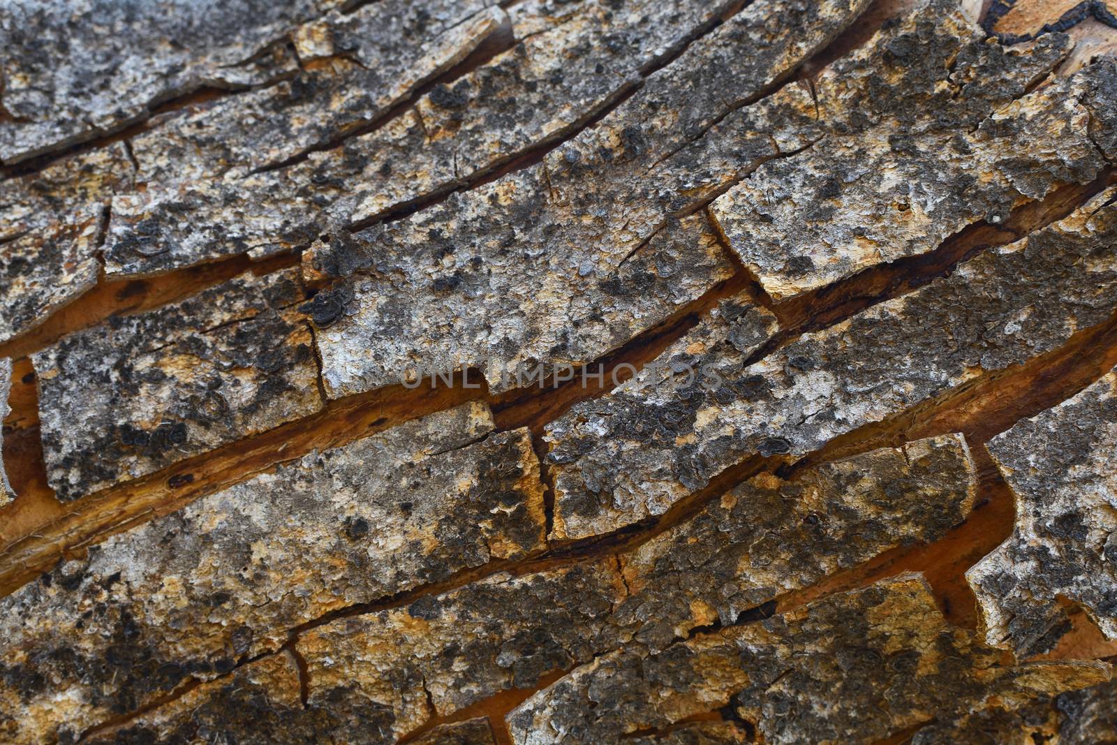 Rough textured peeling gray tree bark frame, Rustenburg, South Africa