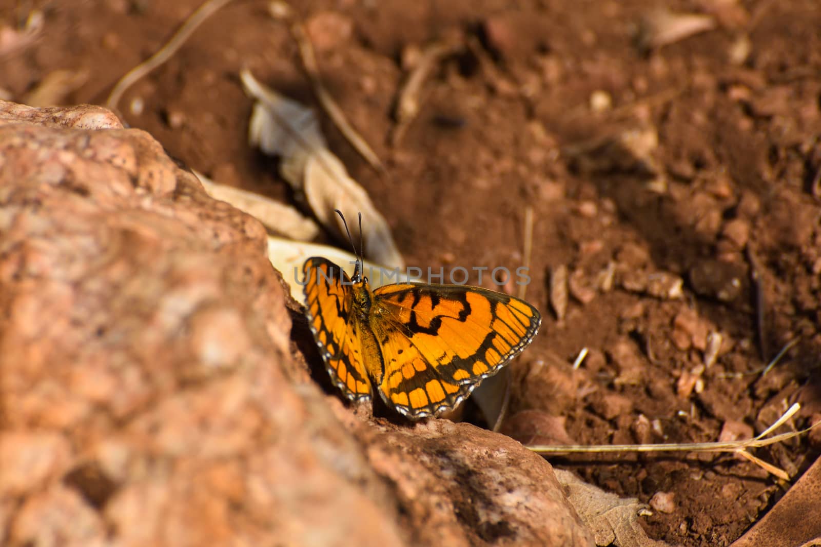 Bright Spotted Joker Butterfly On Rock (Byblia ilythia) by jjvanginkel