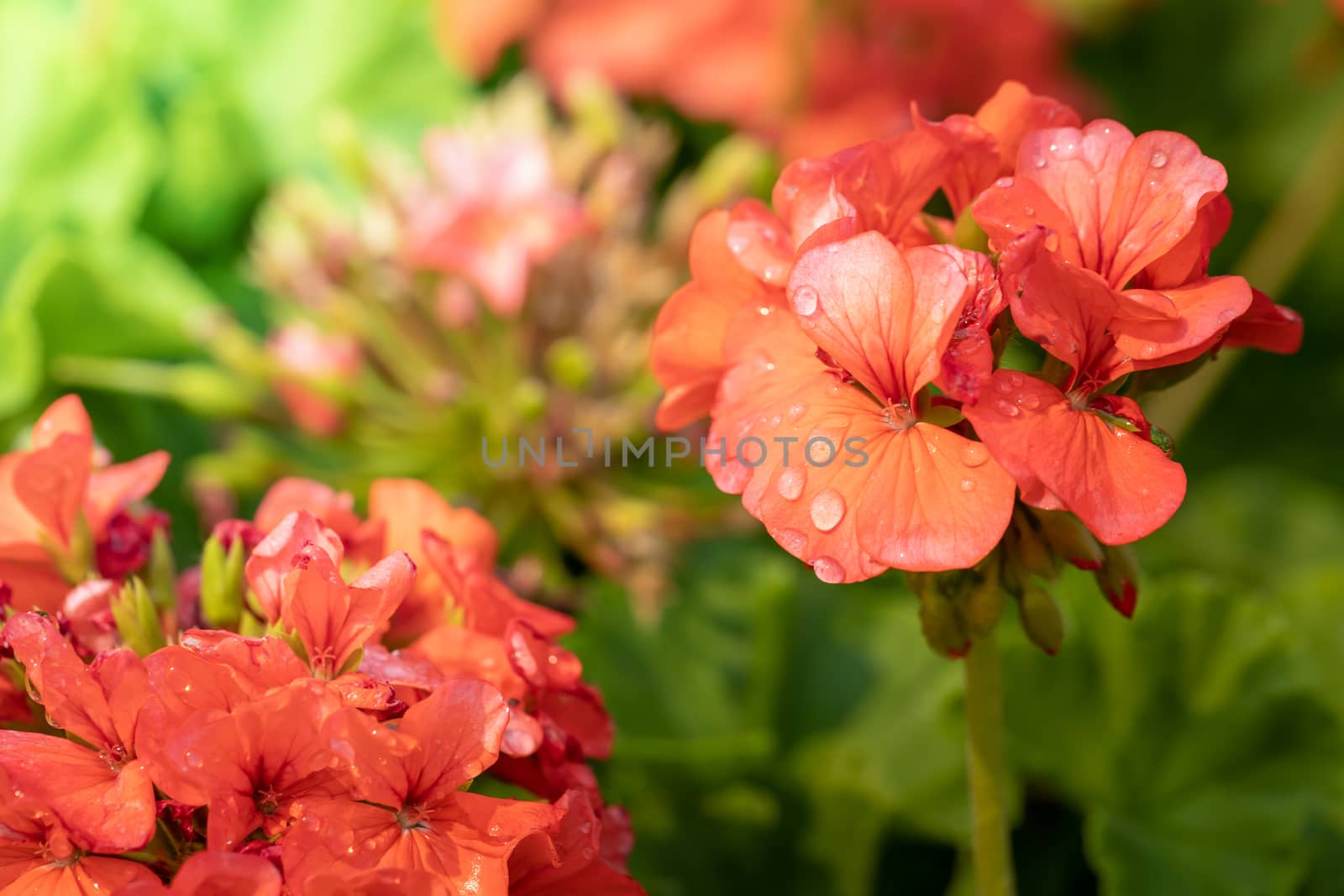 The background image of the colorful flowers by teerawit