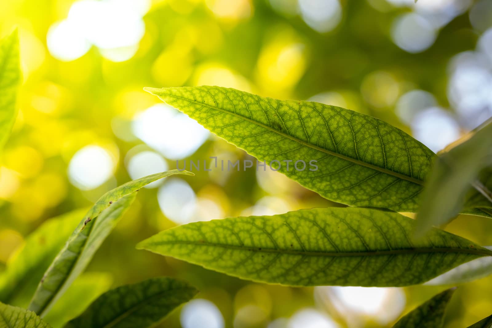 Close Up green leaf under sunlight in the garden. Natural background with copy space.