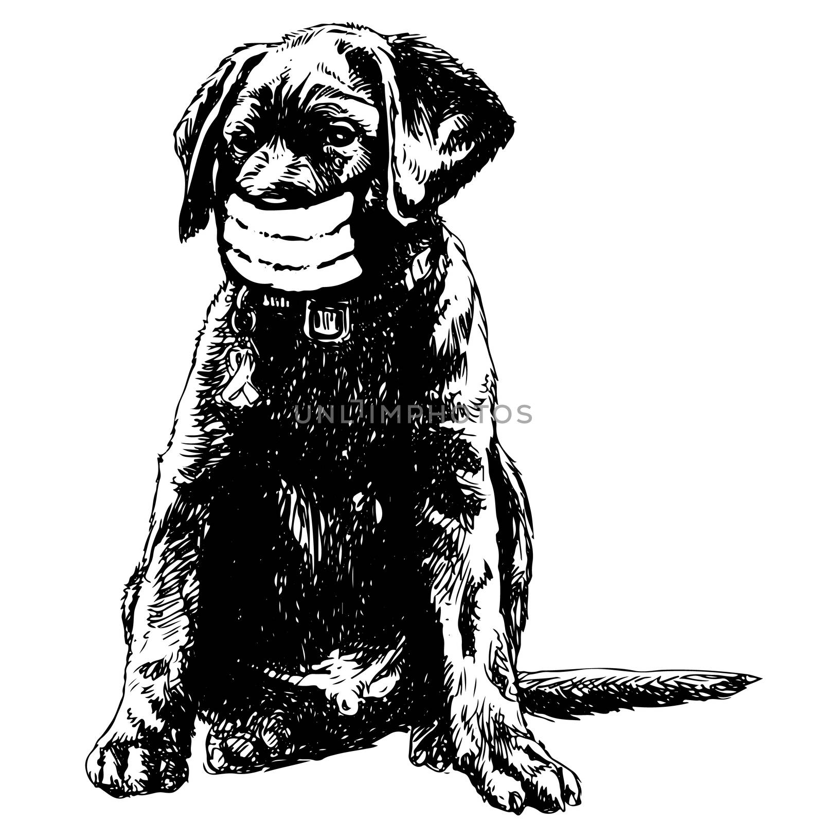 illustration of Labrador Retriever dog with mask by simpleBE