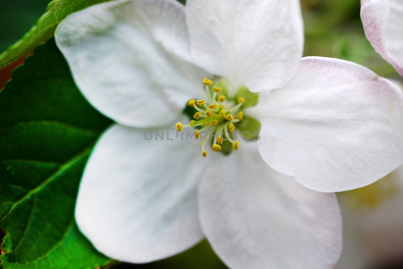 apple tree white flower close detail outdoors