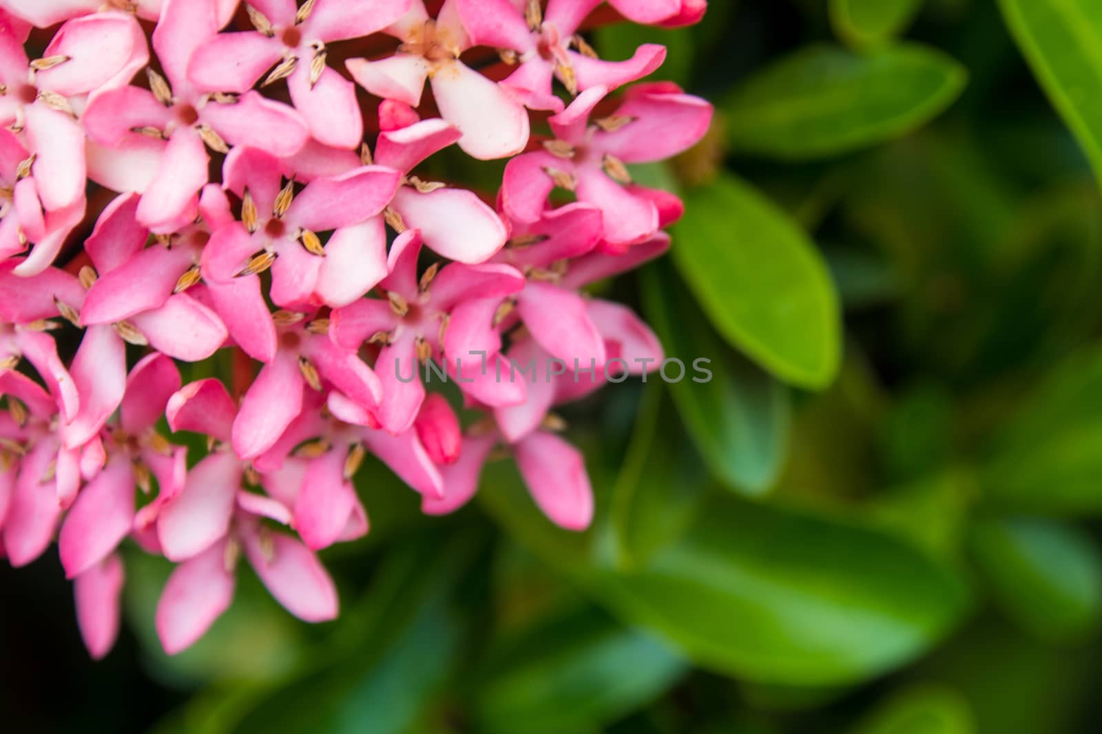 Tight cluster of Pink Ixora flower inflorescences