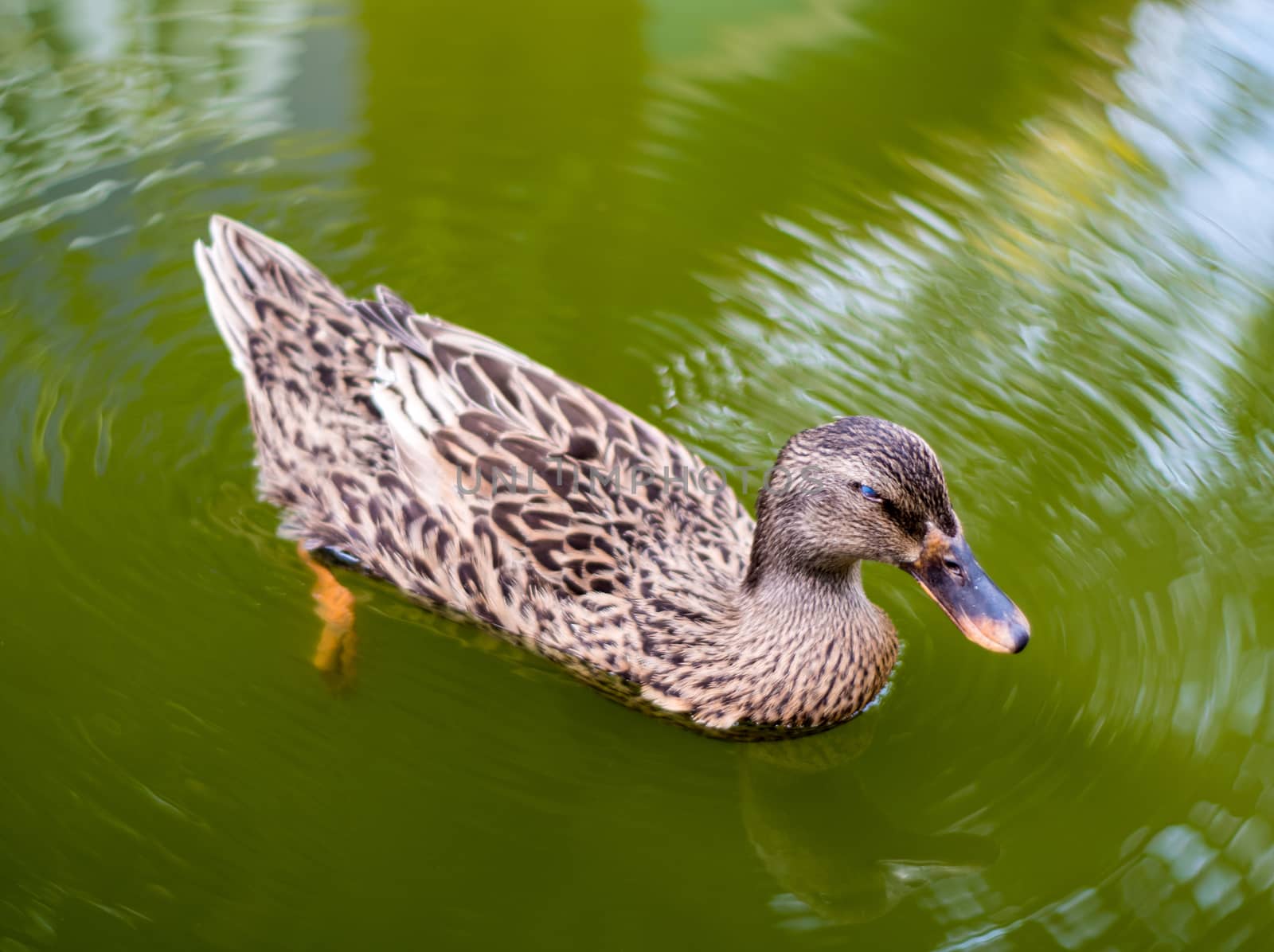 Mallard duck Nap while floating on water by Satakorn