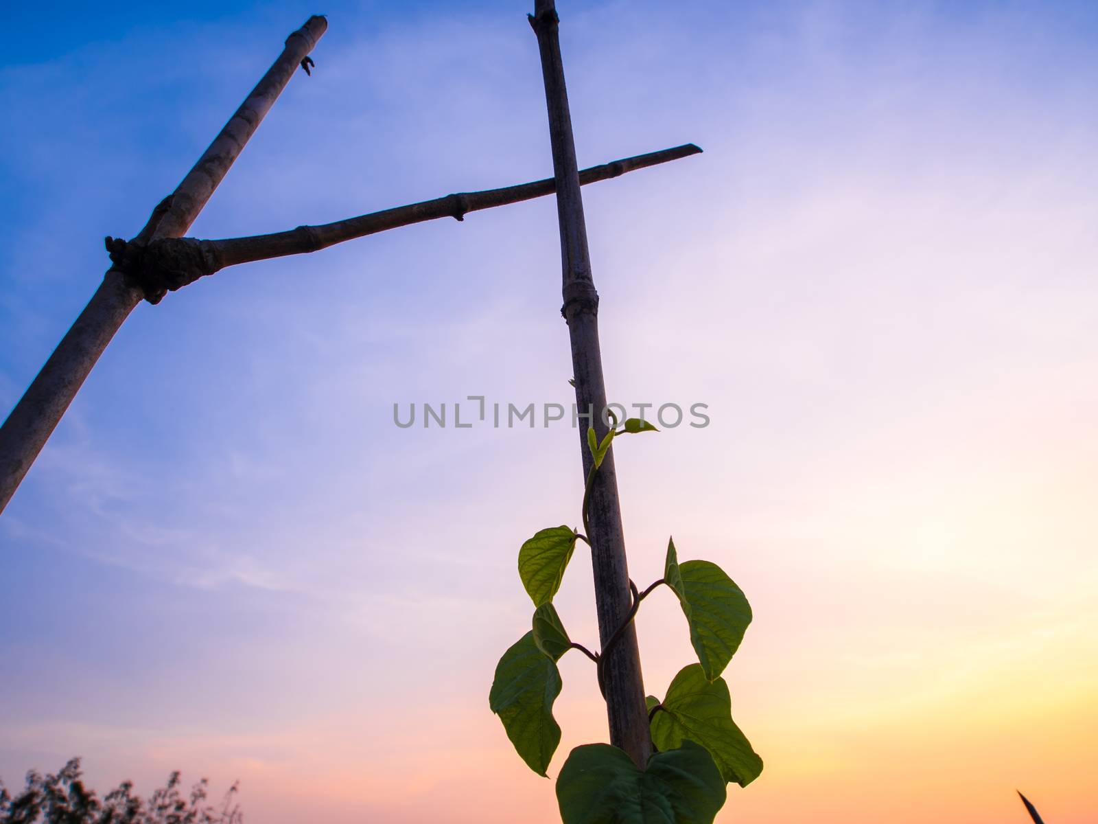 Ivy climbing to bamboo pole of fence