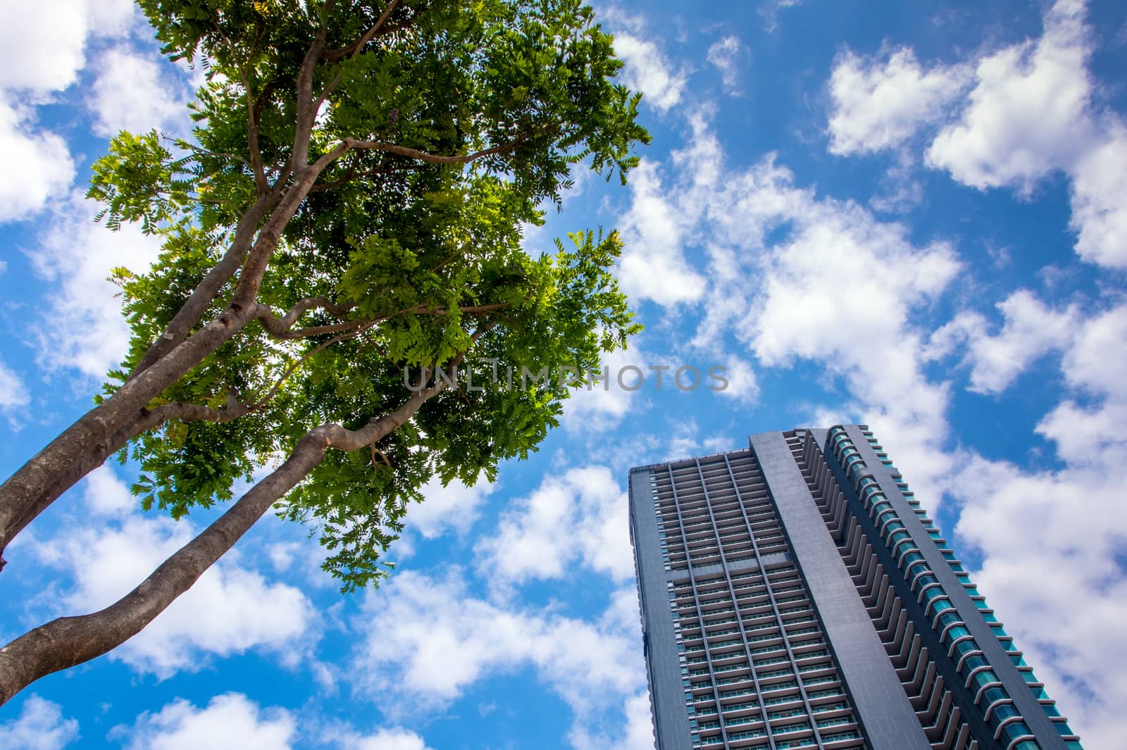 Skyscraper and trees under the cloud and sky by Satakorn